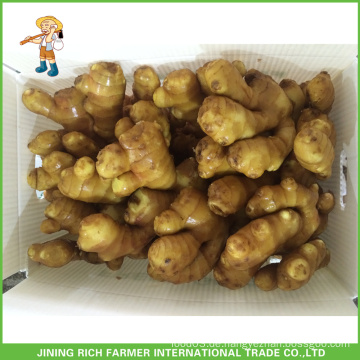 China Frische Ingwer 250g Up